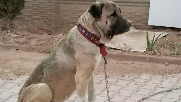 Dövüşte yaralı kurtardığı köpeği çalındı: İçinde hayvan sevgisi varsa getirsin