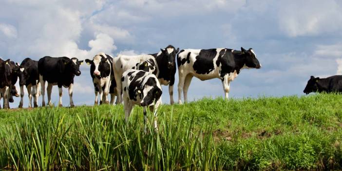 Adak Kurbanı Nedir? Adak Kurbanını Kimler Yiyebilir? Adak Kurbanı Ne Zaman Kesilir?