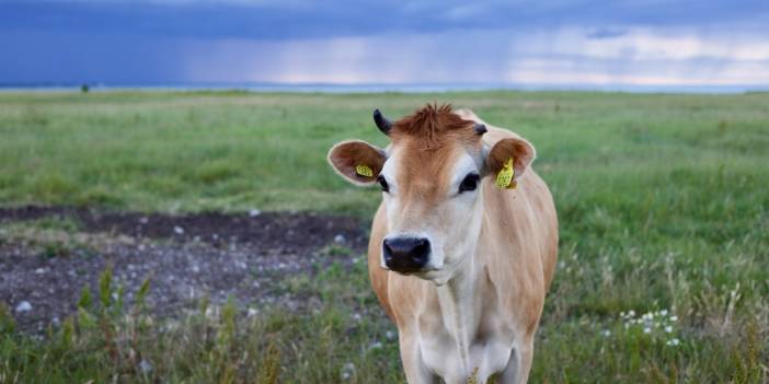 Kurban Bağışı Ne Kadar? Kızılay, LÖSEV, Mehmetçik Vakfı, İKEV, Diyanet Vakfı Kurban Bağış Ücretleri 2023 Kurban Bağış Fiyatları