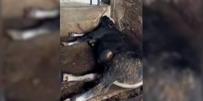 Derin uykudaki büyükbaş hayvan, çiftçiyi böyle korkuttu