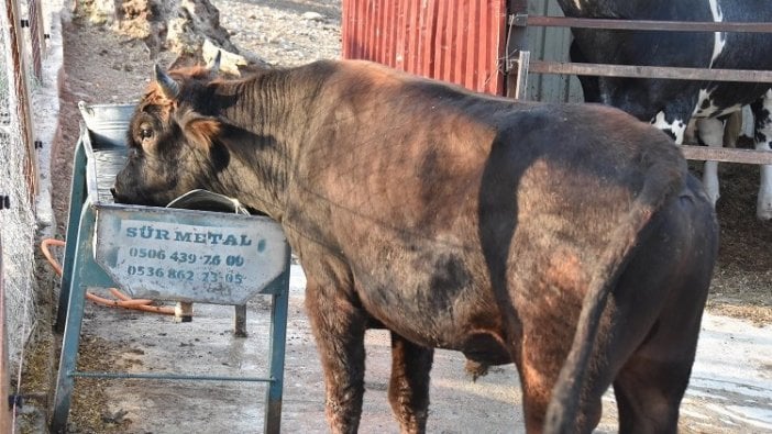 Yüzen boğa 'Ferdinand' artık İzmir'de