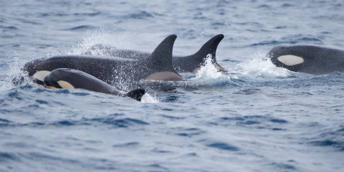 Katil balina saldırısının son örneği! Bir yatı bez bebek gibi fırlatıp dümenini kırdılar...
