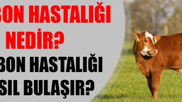 Şarbon hastalığı nedir? Şarbon hastalığı nasıl bulaşır?