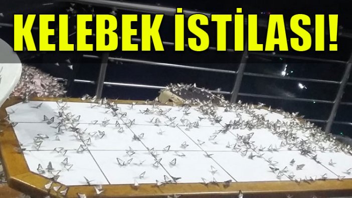 Kelebek istilası!