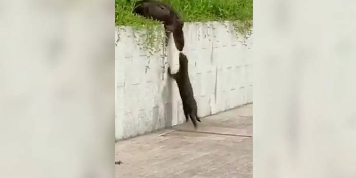 Düz duvara tırmanan samurların yardımlaşması viral oldu