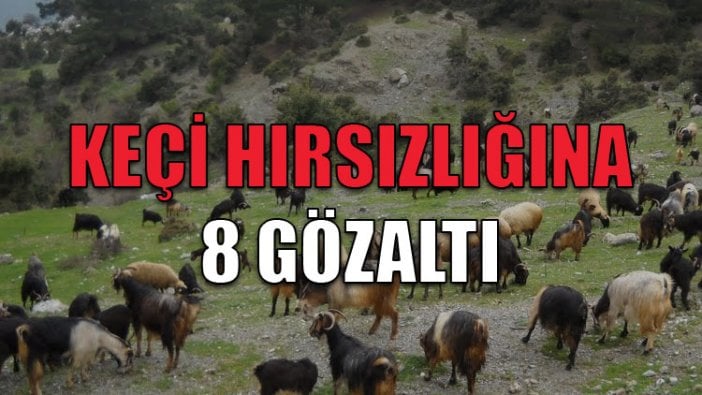 Keçi hırsızlığına 8 gözaltı