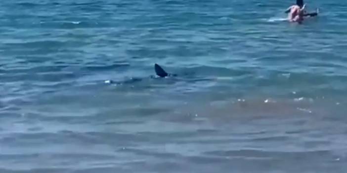 Plajda büyük korku! Köpek balığıyla karşı karşıya kaldılar