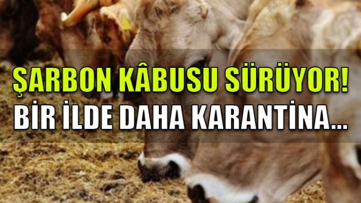 Şarbon kâbusu sürüyor! Bir ilde daha karantina...