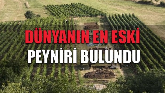 'Dünyanın en eski peyniri' bulundu