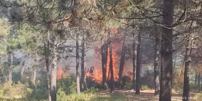 İstanbul'da Korkutan Orman Yangını