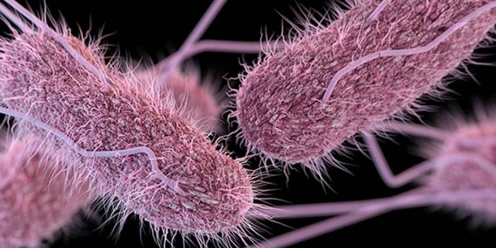 Salmonella Nedir? Belirtileri Nelerdir?