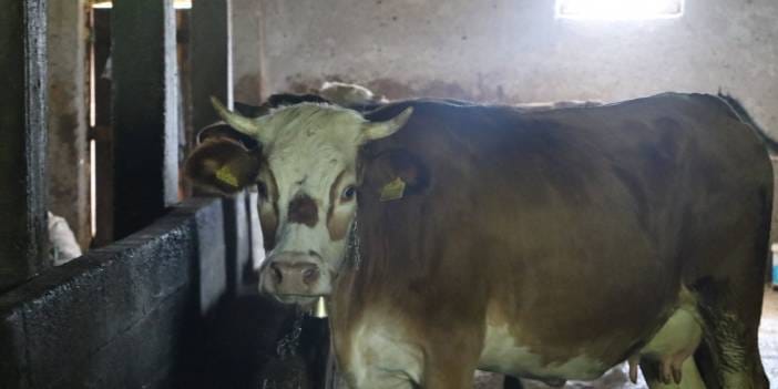 Muğla'da şap hastalığı krizi: On bir mahalle karantinaya alındı