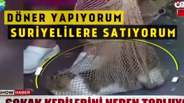 Kedileri kaçıran kadın: Döner yapıp Suriyelilere satıyorum