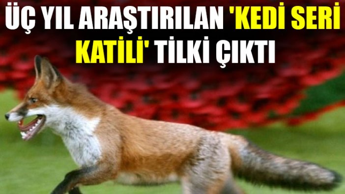 Üç yıl araştırılan 'kedi seri katili' tilki çıktı