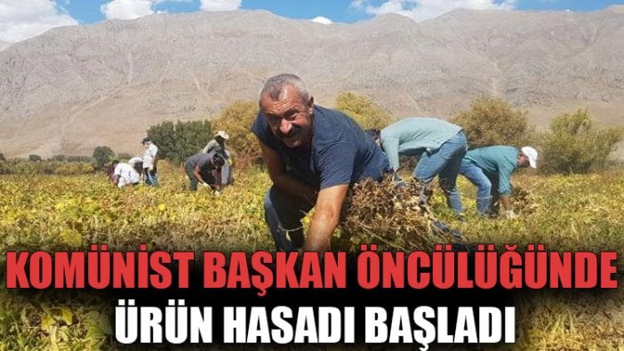 Komünist Başkan öncülüğünde ürün hasadı başladı