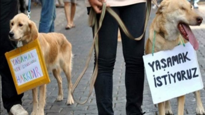 Bolu'da 3 yavru köpeği tüfekle vurdular