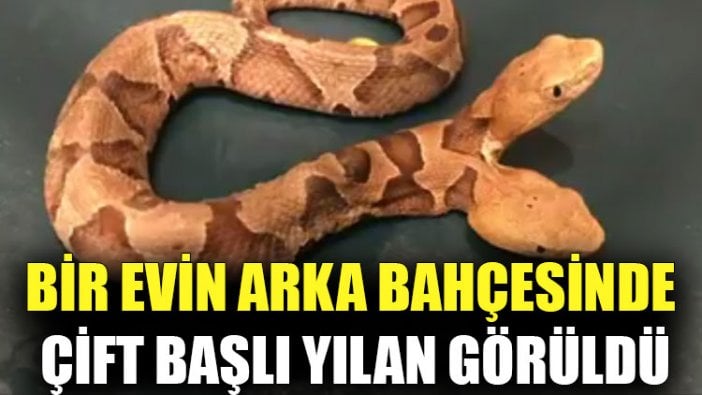 Bir evin arka bahçesinde çift başlı yılan görüldü