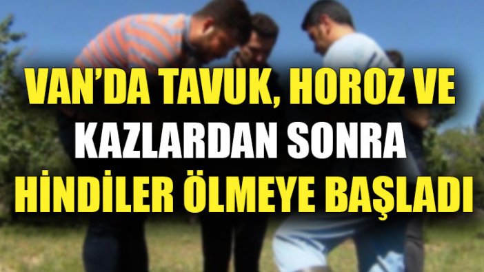 Van’da tavuk, horoz ve kazlardan sonra hindiler ölmeye başladı!