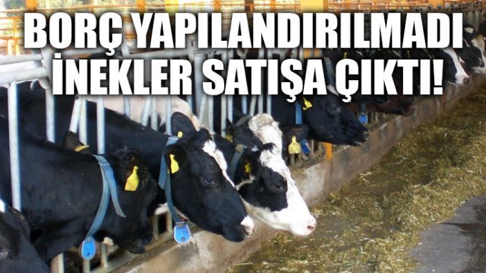 Borç yapılandırılmadı inekler satışa çıktı!