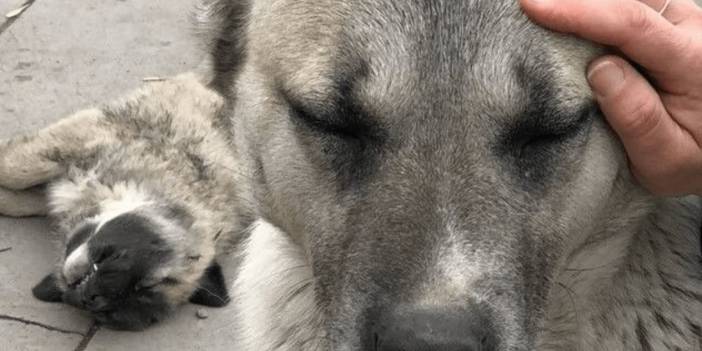 'Sokak köpeği besleyen lojmandan atılsın' önerisi!