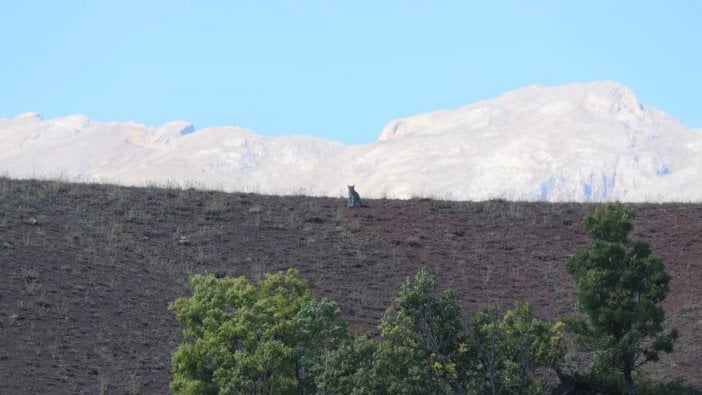 Tunceli'de görüntülendi! Nesli tükenmek üzere