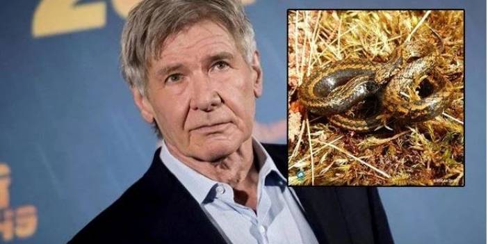 İsmini Harrison Ford'un Delici Bakışlarından Aldı: Tachymenoides Harrisonfordi