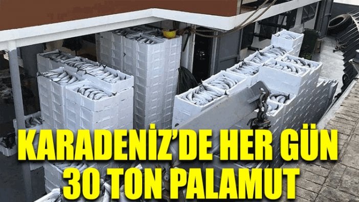 Karadeniz’de her gün 30 ton palamut!