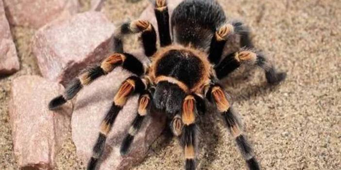 Sokaklar Tarantuladan Geçilmiyor! Uzmanlar Dışarı Çıkacakları Uyardı