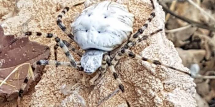 Dünyanın En Zehirli Örümceklerinden Argiope Lobata Malatya'da Görüldü