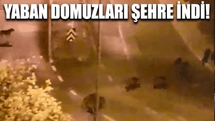 Yaban domuzları şehre indi!