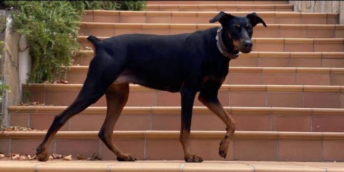 Korhan Berzeg'in Doberman Cinsi Köpeği Tina'nın Bulunmasında 3 İhtimal