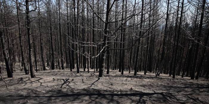 Yunanistan'da 12'nci gününe giren yangınlardan kötü haber