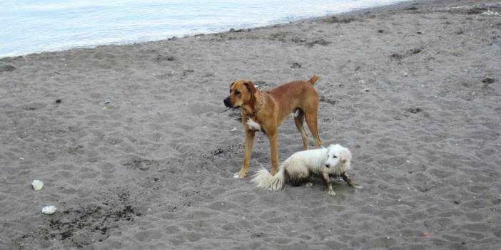 Edirne Valisi talimat verdi: Başıboş köpek istemiyorum... Terk eden aileleri de valilik sitesinde yayınlayalım, rezil olsunlar