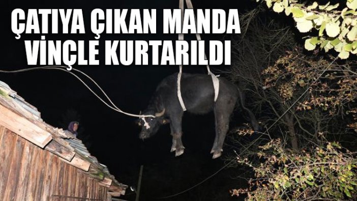 Çatıya çıkan manda vinçle kurtarıldı