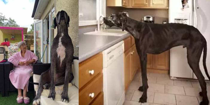 Dünyanın En Uzun Köpeği Hayatını Kaybetti