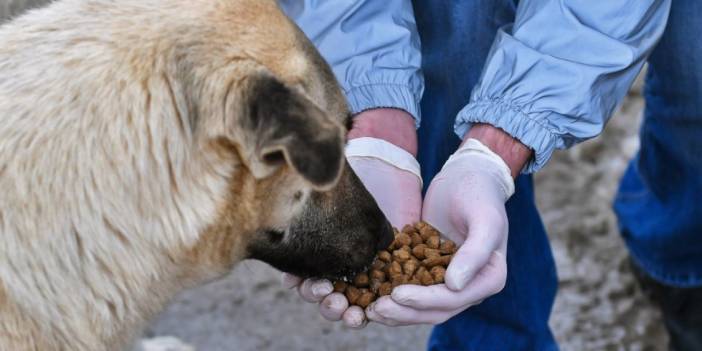 Üniversite Lojmanında Köpek Besleyen Hayvanseverler Tahliye Ediliyor!