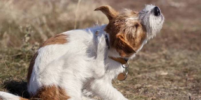 Kedi ve köpek piresine karşı mücadelede kazanan tamamen doğal üçlü:  Nane, lavanta ve sirke...Bunlar nasıl kullanılır?