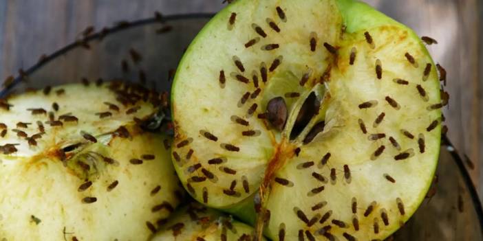 Meyve sinekleri evinizde çoğaldı mı? Muhtemelen çok az insanın bildiği bir çözüme inanamayacaksınız...