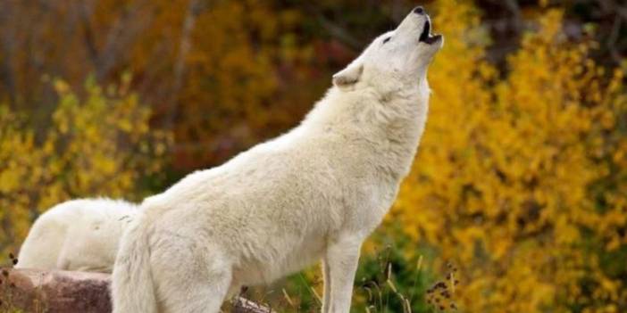 Bilim İnsanları açıkladı! Ezan okununca köpekler neden ulur ve havlar?