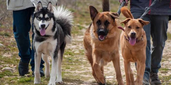 Bilim insanları,  köpeklerin  sahiplerinin ömrünü uzattığını söylüyor...