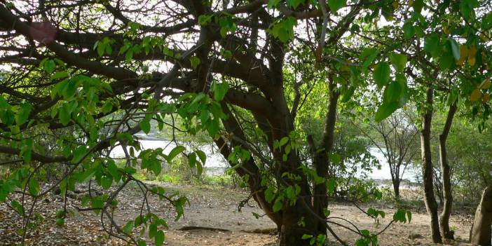 Manchineel: Yakınındaki Herkesi Öldüren Ölüm Ağacı...Ölüme bir dokunuş...