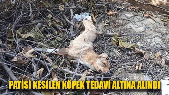 Patisi kesilen köpek tedaviye alındı