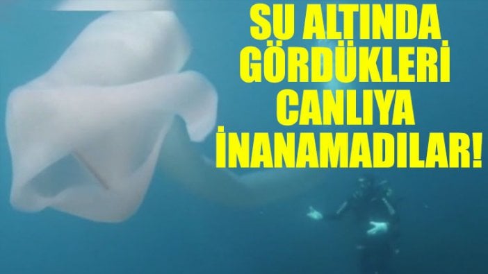 Su altında gördükleri canlıya inanamadılar!