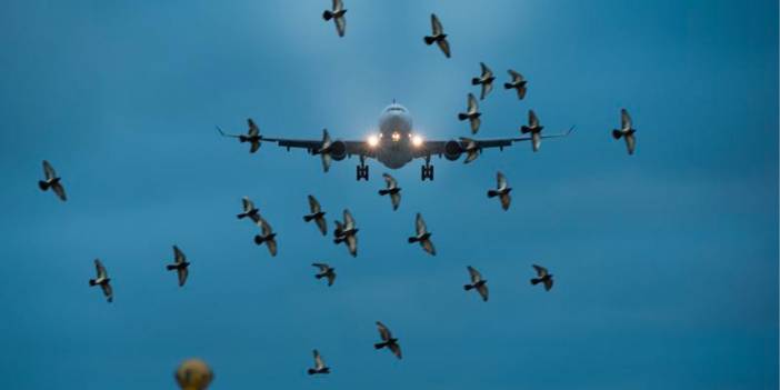 Kuşlar uçağın peşini bırakmadı! Sebebini sonradan öğrenen pilot hıçkıra hıçkıra ağladı