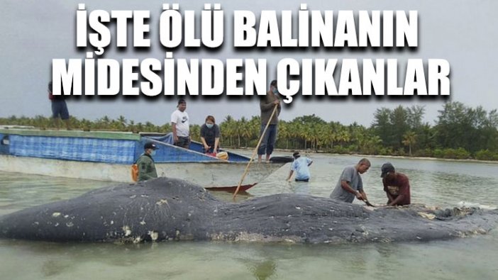 İşte ölü balinanın midesinden çıkanlar