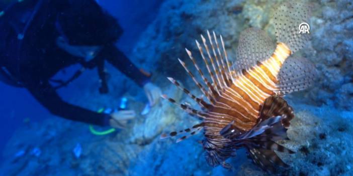 Arkeologlar Denize Daldı, Zehirli Balıklar Şok Oldu! Antalya'da İlginç Anlar!