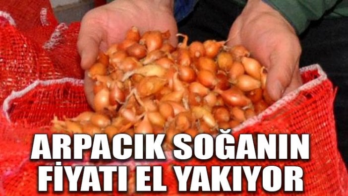 Arpacık soğanın fiyatı el yakıyor