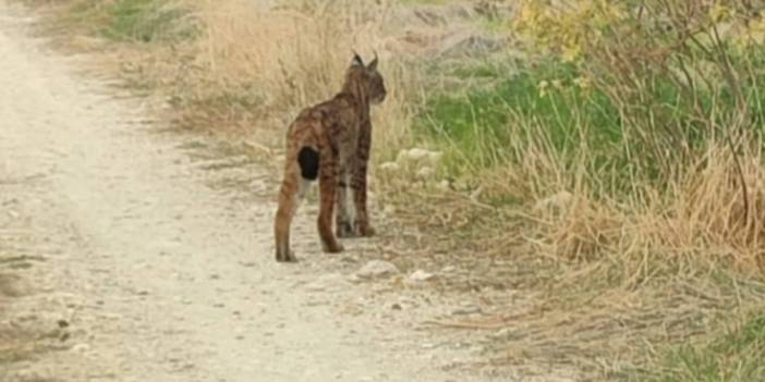 'Ormanın hayaleti' Ankara'da görüntülendi