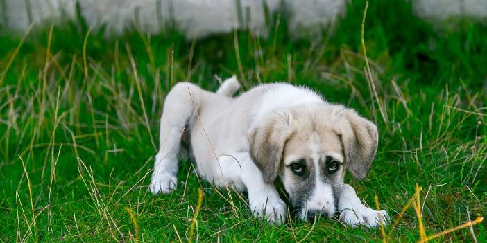 Köpeğiniz Çikolata Yediyse Ne Yapmalısınız?