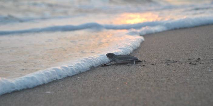 Caretta Caretta Yavruları Denizle Buluştu